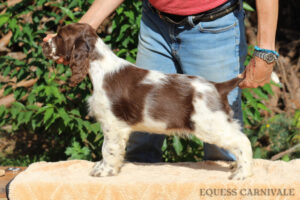 equess-m26-puppy2-008 Equess Carnivale miot M 2