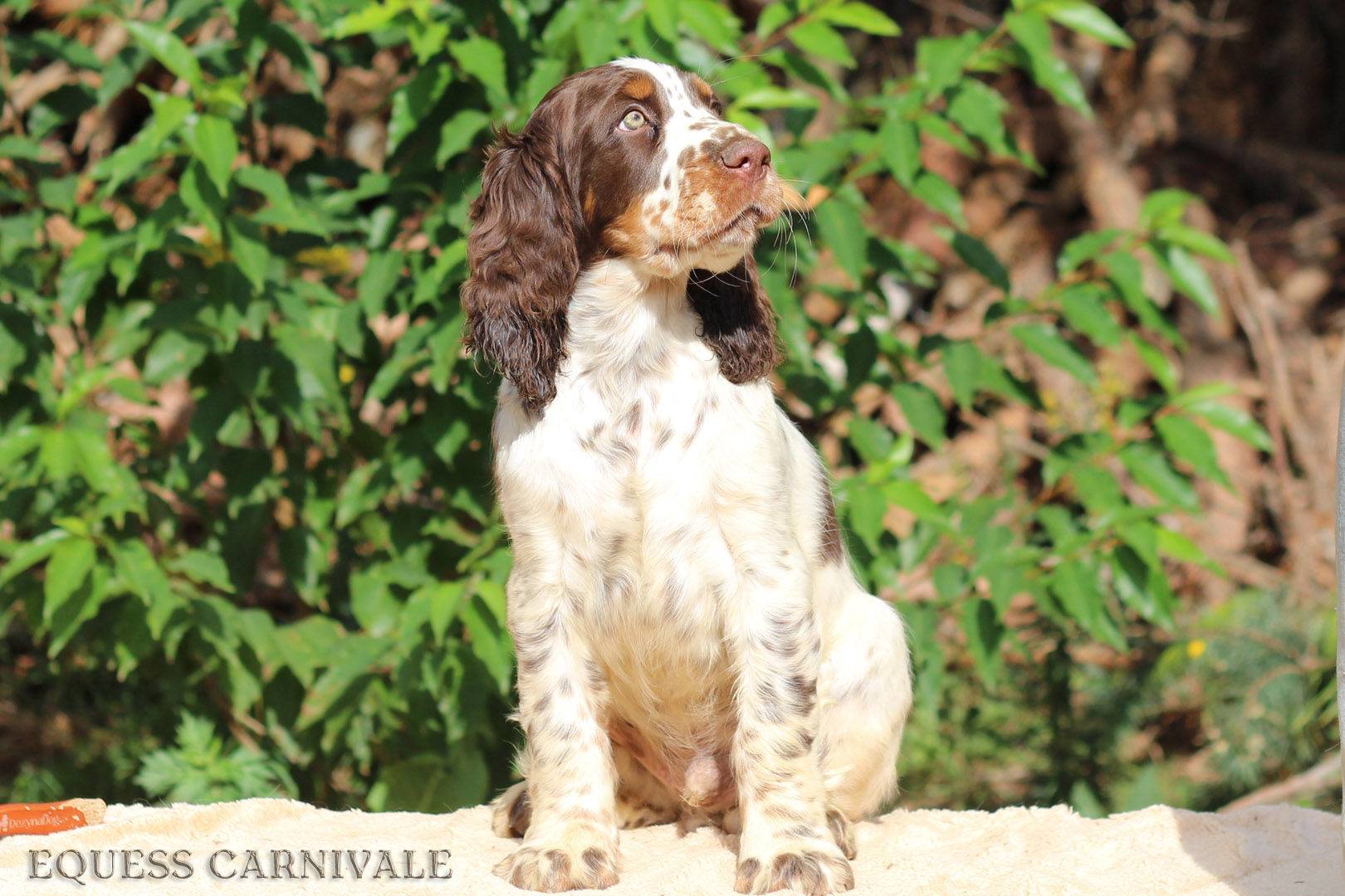 Equess Carnivale miot M 3