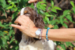 equess-m26-puppy3-002 Equess Carnivale miot M 3