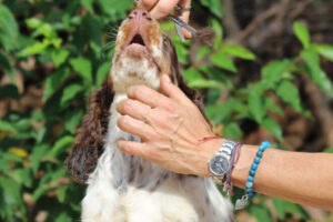 equess-m26-puppy3-003 Equess Carnivale miot M 3