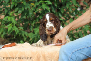 equess-m26-puppy3-004 Equess Carnivale miot M 3