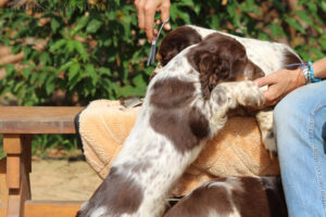 equess-m26-puppy3-005 Equess Carnivale miot M 3