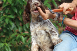 eqEquess Carnivale miot M 3uess-m26-puppy4-001 Equess Carnivale miot M 4