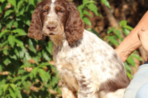 equess-m26-puppy4-003 Equess Carnivale miot M 4