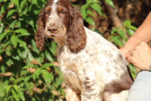 equess-m26-puppy4-005 Equess Carnivale miot M 4